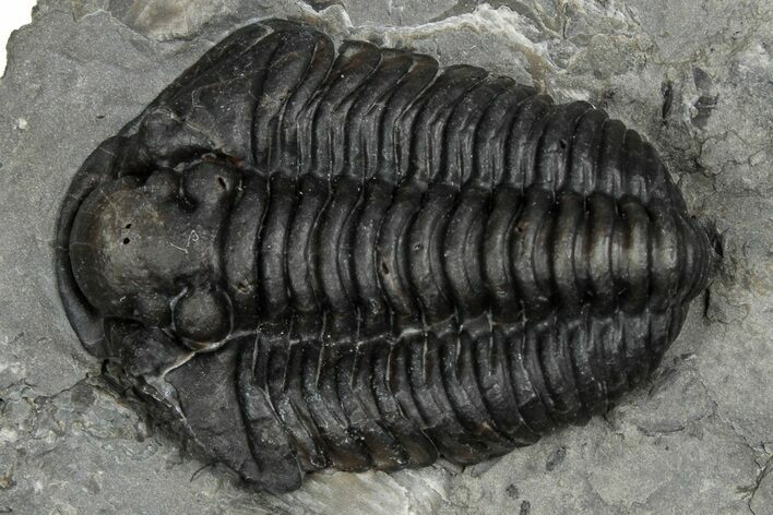 Calymene Niagarensis Trilobite Fossil - New York #357080